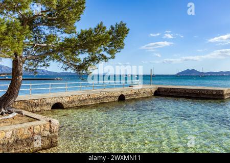 Die wunderschöne Bucht von Puerto Pollenca, Mallorca, Spanien mit dem Pine Walk entlang der Promenade. Puerto De Pollensa Stockfoto