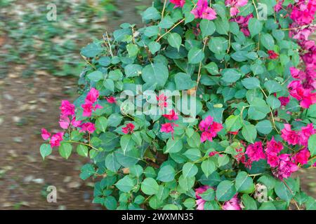 Bougainvillea glabra, die kleine Bougainvillea oder Paperflower, ist die häufigste Bougainvillea-Art, die für Bonsai verwendet wird. Der Name „glabra“ Stockfoto