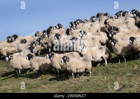 Eine Schar von Swaledale und Crossbred Blackface Hill überwintert auf einer Hochlandfarm in der Nähe von Tow Low, Co. Durham, Großbritannien. Stockfoto