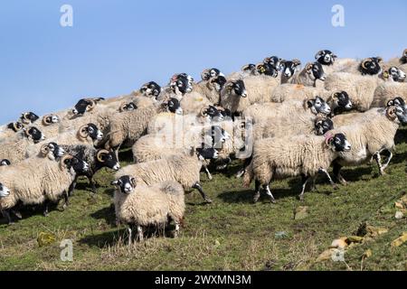 Eine Schar von Swaledale und Crossbred Blackface Hill überwintert auf einer Hochlandfarm in der Nähe von Tow Low, Co. Durham, Großbritannien. Stockfoto