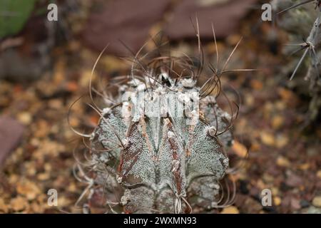 St. Gallen, Schweiz, 14. November 2023 Astrophytum Capricorne oder Ziegenhornkaktus im botanischen Garten Stockfoto