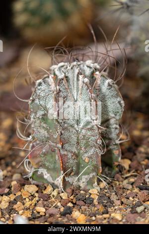 St. Gallen, Schweiz, 14. November 2023 Astrophytum Capricorne oder Ziegenhornkaktus im botanischen Garten Stockfoto