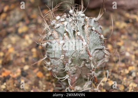 St. Gallen, Schweiz, 14. November 2023 Astrophytum Capricorne oder Ziegenhornkaktus im botanischen Garten Stockfoto