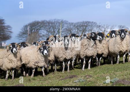 Eine Schar von Swaledale und Crossbred Blackface Hill überwintert auf einer Hochlandfarm in der Nähe von Tow Low, Co. Durham, Großbritannien. Stockfoto