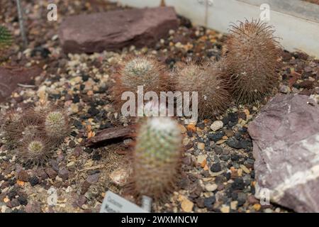 Saint Gallen, Schweiz, 14. November 2023 Mammillaria Bombycina oder Seidenkaktus im Botanischen Garten Stockfoto