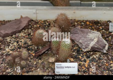 Saint Gallen, Schweiz, 14. November 2023 Mammillaria Bombycina oder Seidenkaktus im Botanischen Garten Stockfoto