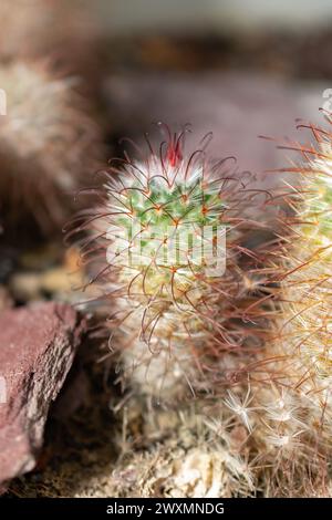 Saint Gallen, Schweiz, 14. November 2023 Mammillaria Bombycina oder Seidenkaktus im Botanischen Garten Stockfoto