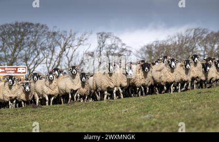 Eine Schar von Swaledale und Crossbred Blackface Hill überwintert auf einer Hochlandfarm in der Nähe von Tow Low, Co. Durham, Großbritannien. Stockfoto