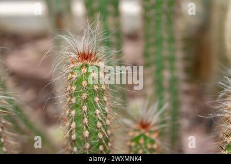 St. Gallen, Schweiz, 14. November 2023 Oreocereus Doelzianus Kakteen im Botanischen Garten Stockfoto