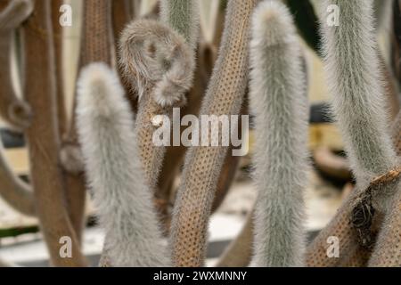 St. Gallen, Schweiz, 14. November 2023 Cleistocactus ritteri Pflanze im Botanischen Garten Stockfoto