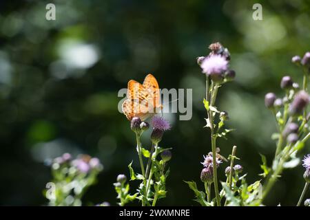 Ein silbergewaschener fritillarischer Schmetterling, der auf einer Blume mit Knospen ruht Stockfoto