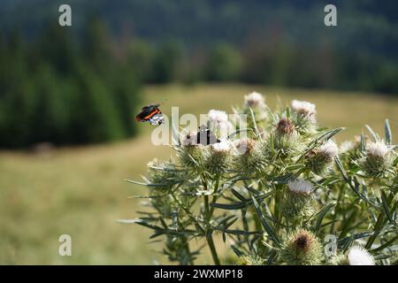 Die beiden roten Admiral-Schmetterlinge thronten zart auf der Spitze der Distelblume Stockfoto