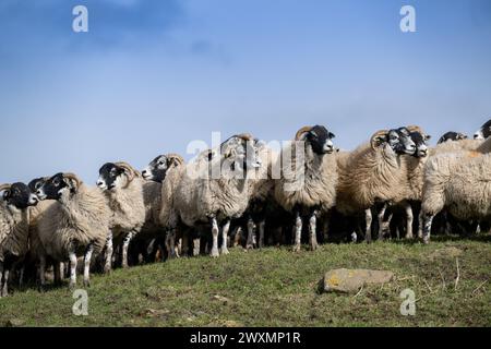 Eine Schar von Swaledale und Crossbred Blackface Hill überwintert auf einer Hochlandfarm in der Nähe von Tow Low, Co. Durham, Großbritannien. Stockfoto