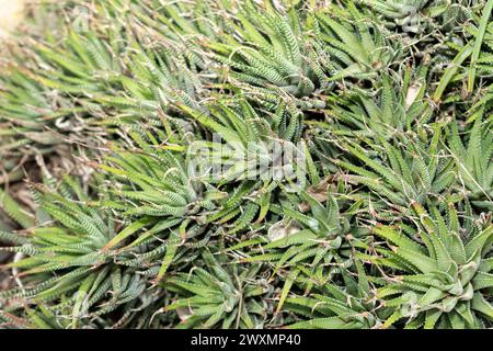 Saint Gallen, Schweiz, 14. November 2023 Haworthia Fasciata Pflanze im Botanischen Garten Stockfoto