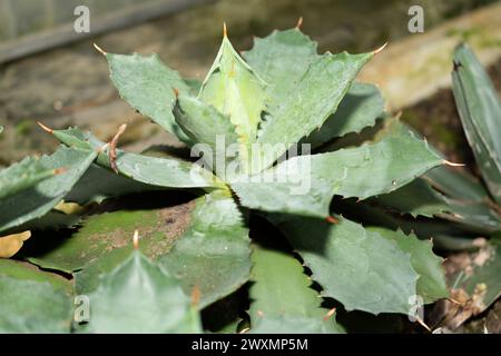 St. Gallen, Schweiz, 14. November 2023 Agave Isthmensis Pflanze im Botanischen Garten Stockfoto