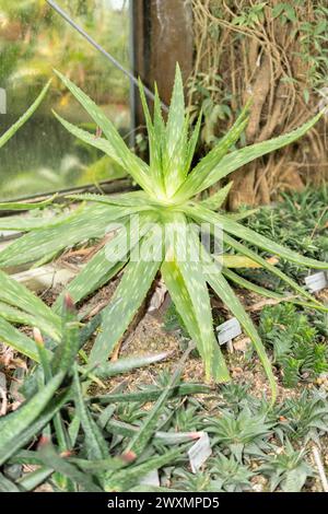 Saint Gallen, Schweiz, 14. November 2023 Aloe Graminicola Pflanze im Botanischen Garten Stockfoto