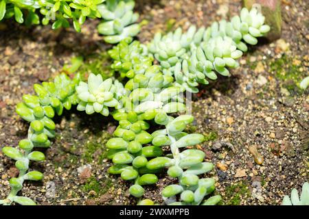 St. Gallen, Schweiz, 14. November 2023 Sedum Burrito Pflanze im Botanischen Garten Stockfoto