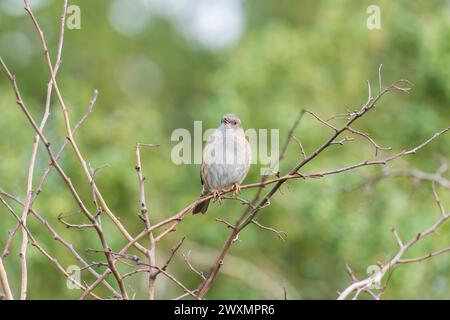 Dunnock (Prunella modularis) hockte auf einem offenen Astschnabel und sang Herefordshire England UK. Februar 2024 Stockfoto