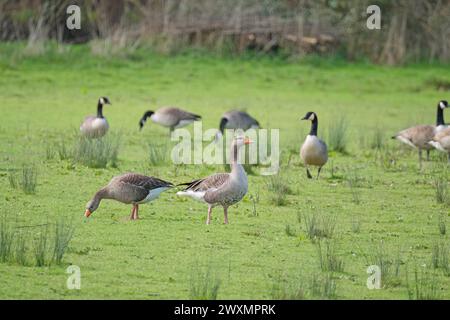 Graugans (Anser anser), die zwischen einer kanadischen Gänseherde weidet, Bodenham Lake Herefordshire, Großbritannien. März 2024. Stockfoto