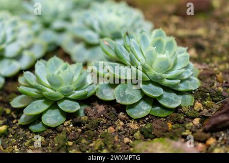 Saint Gallen, Schweiz, 14. November 2023 Echeveria elegans oder mexikanische Schneeballpflanze im botanischen Garten Stockfoto