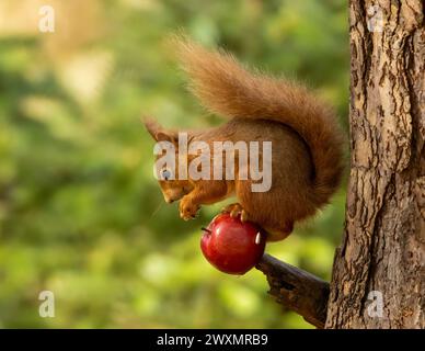 Lustiges, kleines schottisches Eichhörnchen, das auf einem roten Apfel auf einem Zweig eines Baumes sitzt Stockfoto