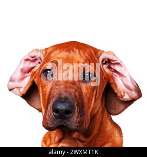 Porträt eines lustigen Rhodesian Ridgeback Welpen. Isoliert auf weiß. Stockfoto
