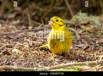 Farbenfroher männlicher gelber Hammervogel, der Nahrung vom Waldboden aufnimmt Stockfoto