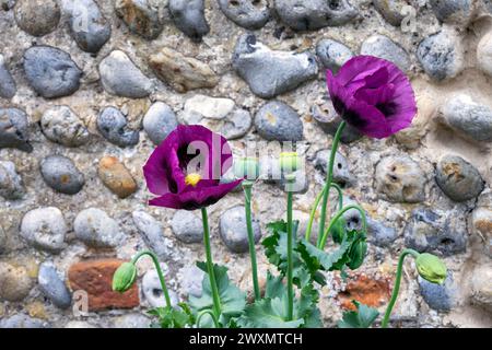 Zwei lila Papaver Somniferum oder Opiummohn gegen eine Kieselsteinwand Stockfoto