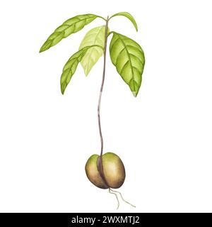 Avocadosprossen, Stamm mit Blättern, aus Samen, Wurzeln gewachsen. Botanisches Clipart. Malerei von Pflanzensämlingen für die Landwirtschaft. Handgezeichnetes Aquarellillustrat Stockfoto