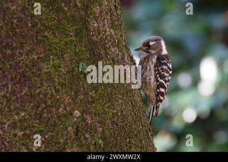 Ein japanischer Zwergspecht (Yungipicus kizuki) auf einem Baum im Apark in Kanagawa, Japan. Stockfoto