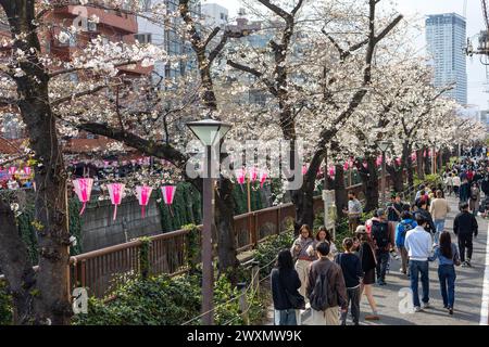 Tokio, Japan. April 2024. Die Öffentlichkeit genießt die Kirschblüte entlang des Meguro River, während die Kirschbäume in Tokio 15 Tage später als im letzten Jahr blühen. Quelle: Marcin Nowak/Alamy Live News Stockfoto
