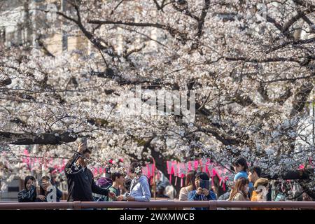 Tokio, Japan. April 2024. Die Öffentlichkeit genießt die Kirschblüte entlang des Meguro River, während die Kirschbäume in Tokio 15 Tage später als im letzten Jahr blühen. Quelle: Marcin Nowak/Alamy Live News Stockfoto