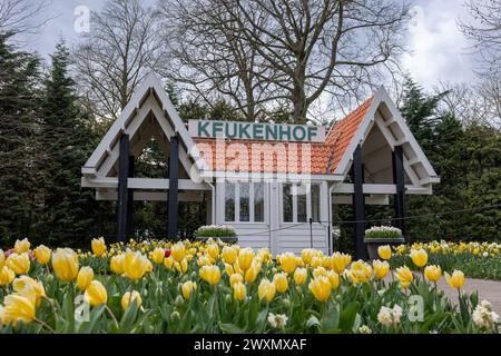 LISSE, NIEDERLANDE - 29. März 2024: Bunte gelbe Tulpe im niederländischen Frühlingsgarten Keukenhof, auch bekannt als der Garten Europas, ist einer der Pel Stockfoto