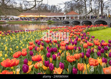 LISSE, DIE NETHERLNDS - 29. März 2024: Buntes Rot-Violett-Tulpenbett im niederländischen Frühlingsgarten Keukenhof, einem der größten Blumengärten. Stockfoto