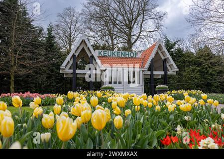 LISSE, NIEDERLANDE - 29. März 2024: Bunte gelbe Tulpe im niederländischen Frühlingsgarten Keukenhof, auch bekannt als der Garten Europas, ist einer der Pel Stockfoto