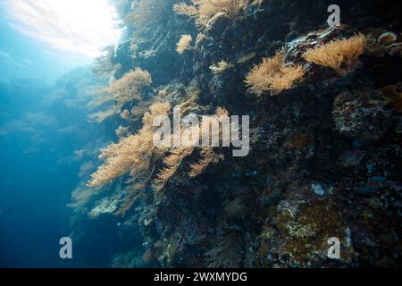 Die gelblichen Korallen auf den Unterwasserklippen, beleuchtet von Sonnenlicht Stockfoto