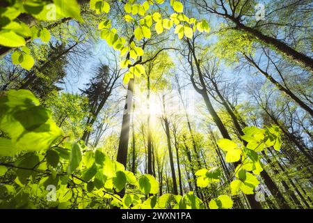 Frisches grünes Laub, das in Richtung der Sonne am Himmel wächst. Ruhiger Naturfoto eines Buchenwaldes im Frühling Stockfoto