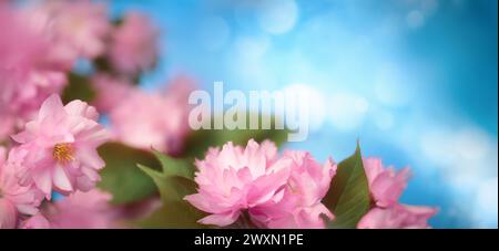 Schöne rosa Kirschblüten mit blauem Bokeh Hintergrund und Kopierraum, üppige Blumenaufnahme im Panorama-Format Stockfoto