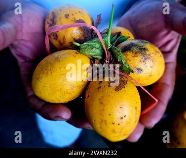 Granadilla (Passifora ligularis) aus dem peruanischen Amazonasgebiet Stockfoto