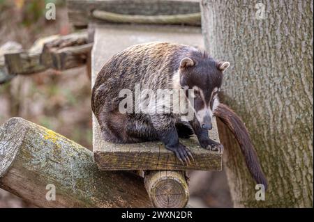 Eine Nahaufnahme eines weißen Nasenkoati auf einer Holzplattform auf einem Baum Stockfoto