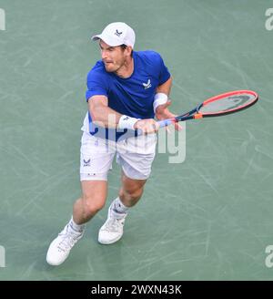 Dubai, 26. Februar 2024 - Foto des britischen Tennisspielers Andy Murray über Action. Dubai Duty Free Tennis Championships 2024 in Dubai Stockfoto