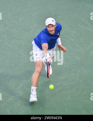 Dubai, 26. Februar 2024 - Foto des britischen Tennisspielers Andy Murray über Action. Dubai Duty Free Tennis Championships 2024 in Dubai Stockfoto