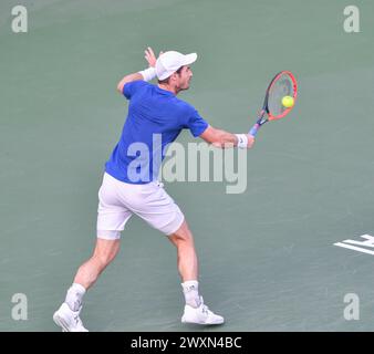 Dubai, 26. Februar 2024 - Foto des britischen Tennisspielers Andy Murray über Action. Dubai Duty Free Tennis Championships 2024 in Dubai Stockfoto