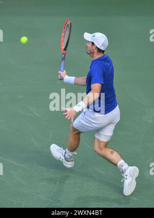 Dubai, 26. Februar 2024 - Foto des britischen Tennisspielers Andy Murray über Action. Dubai Duty Free Tennis Championships 2024 in Dubai Stockfoto