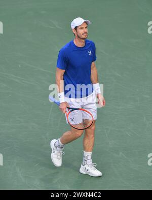 Dubai, 26. Februar 2024 - Foto des britischen Tennisspielers Andy Murray über Action. Dubai Duty Free Tennis Championships 2024 in Dubai Stockfoto