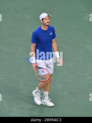 Dubai, 26. Februar 2024 - Foto des britischen Tennisspielers Andy Murray über Action. Dubai Duty Free Tennis Championships 2024 in Dubai Stockfoto