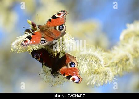 Jicin, Tschechische Republik. April 2024. Aglais io (Europäischer Pfau), besser bekannt als der Pfauenfalter, wird an einem sonnigen Tag in Jicin in der Tschechischen Republik abgebildet. (Kreditbild: © Slavek Ruta/ZUMA Press Wire) NUR REDAKTIONELLE VERWENDUNG! Nicht für kommerzielle ZWECKE! Stockfoto