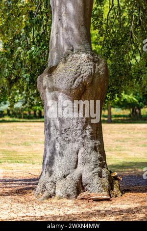 Stamm eines Baumes mit einer More, grünes Laub mit verschwommenem Hintergrund, Hufpilz oder Zunder unten, trockene Ebene mit kargem Gras in einem öffentlichen Park, Sonne Stockfoto