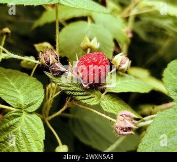 Eine einzelne Himbeere auf einem Blattzweig Stockfoto