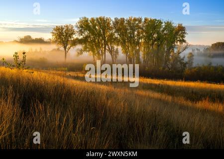 Niedrig liegender Nebel im Whitetail Woods Regional Park, Herbst, MN, USA, von Dominique Braud/Dembinsky Photo Assoc Stockfoto